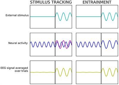 Neural Entrainment vs. Stimulus-Tracking: A Conceptual Challenge for Rhythmic Perceptual Stimulation in Developmental Neuroscience